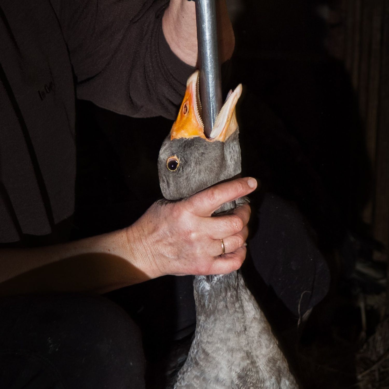 Ganso é forçadamente alimentado para fazer foie gras.