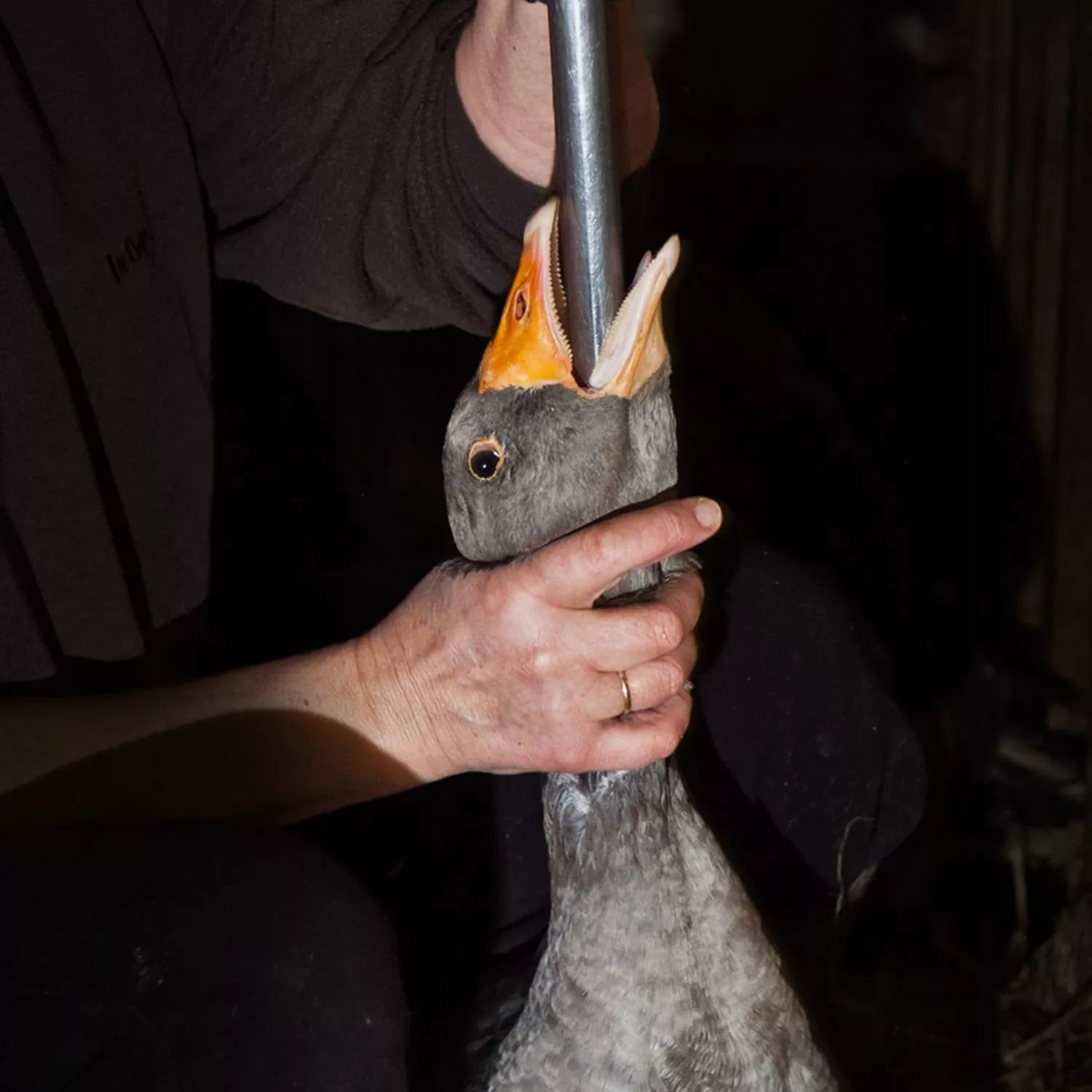 Pedimos ao MasterChef que elimine o foie gras de sua competição