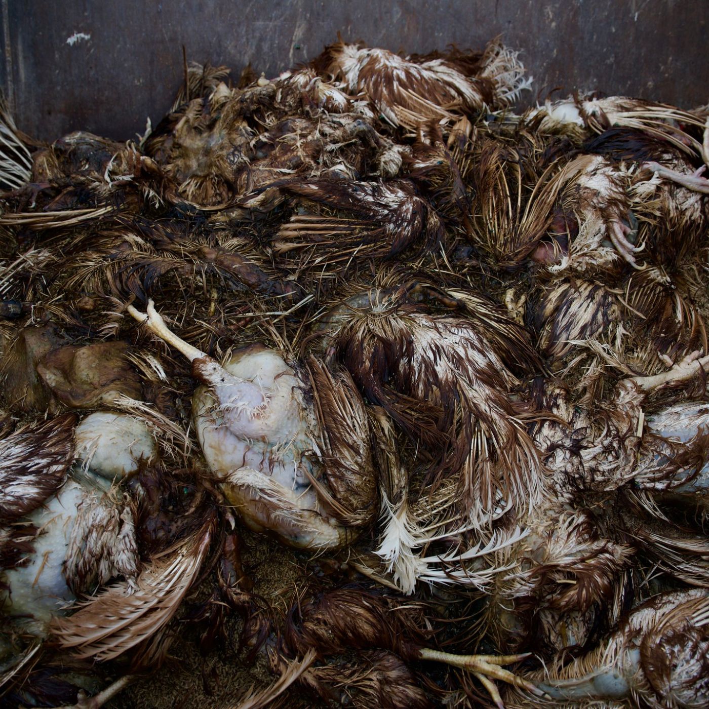 1.000 galinhas morrem afogadas em granja de ovos em Valência