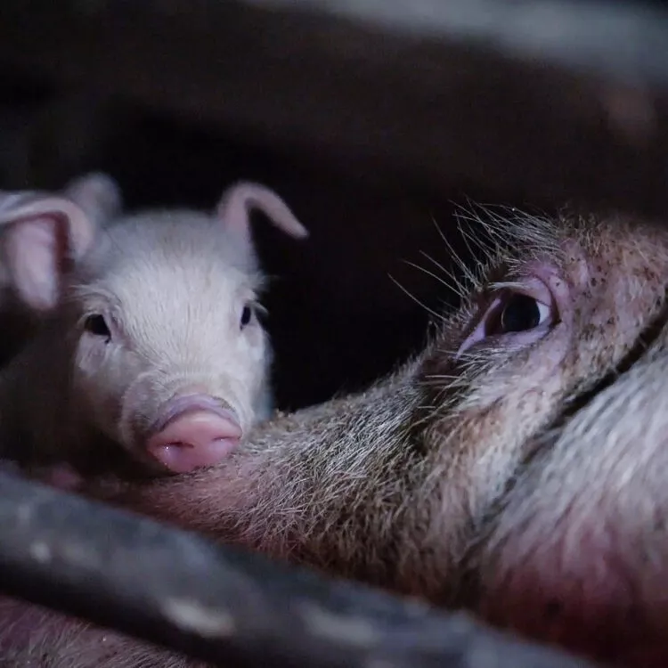Nova Jersey se torna o 13º estado a proibir gaiolas