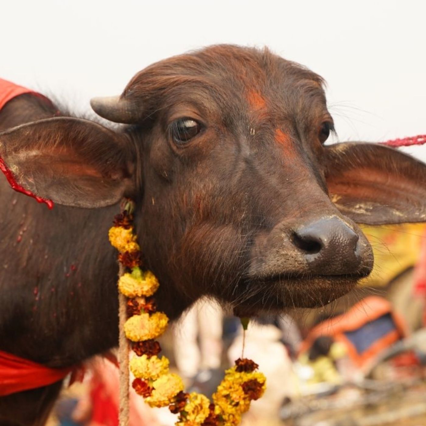 Gadhimai