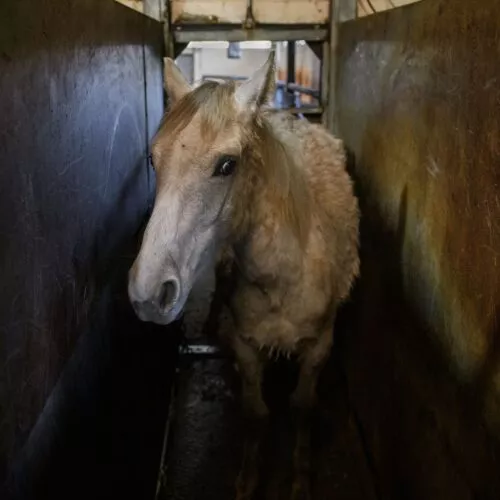 Imagem de investigação de cavalo em abatedouro