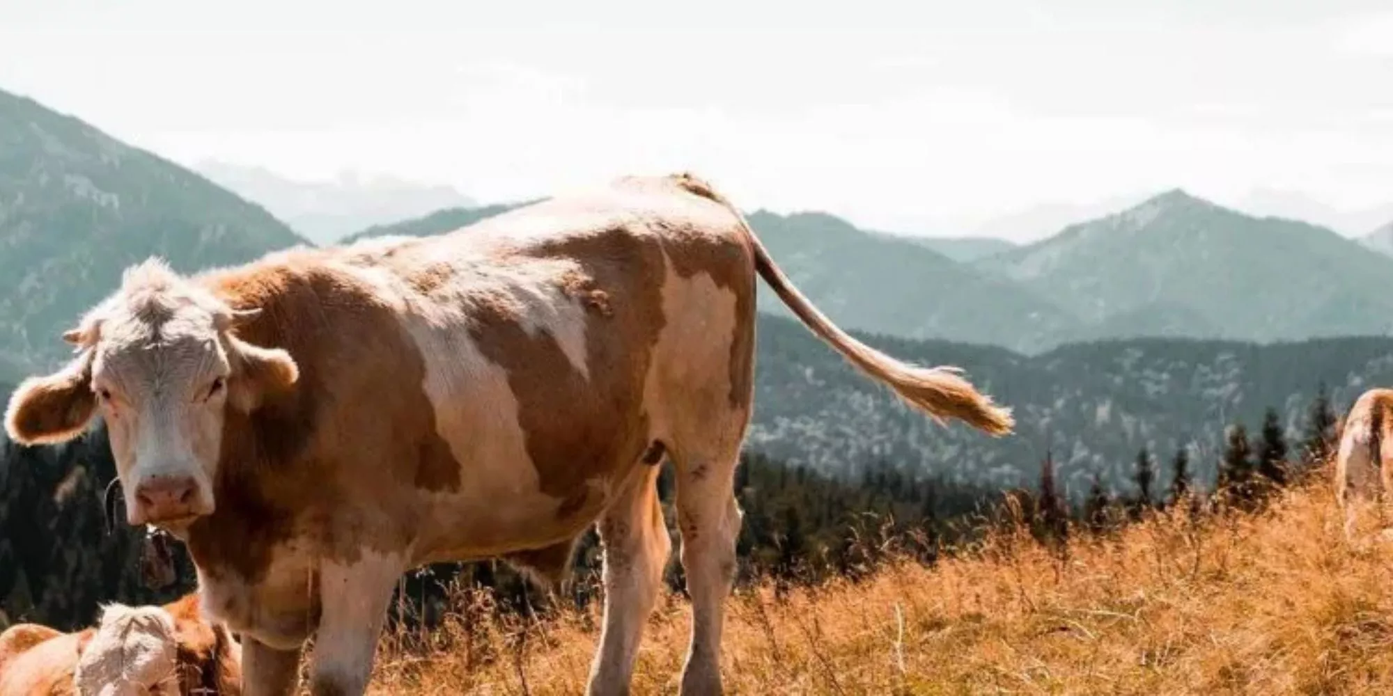 Vacas em ambiente natural