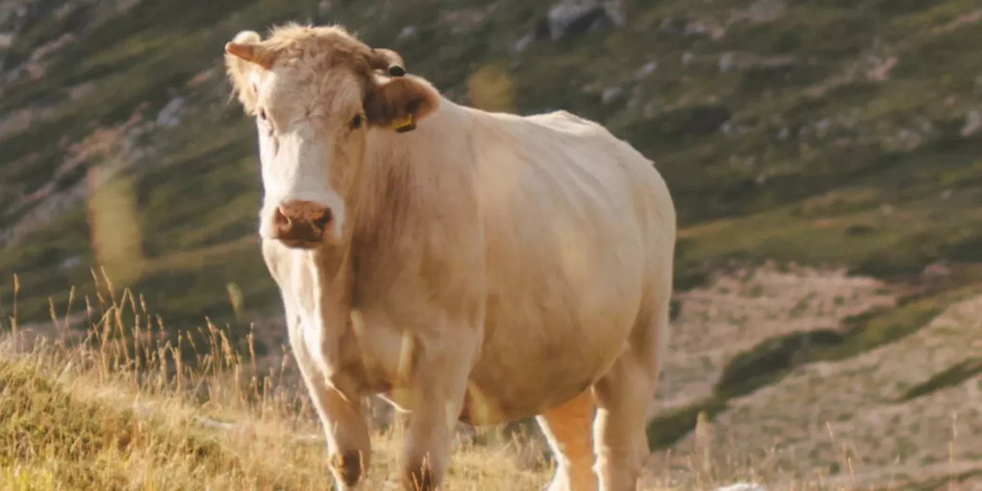 Vaca em cenário natural de montanha