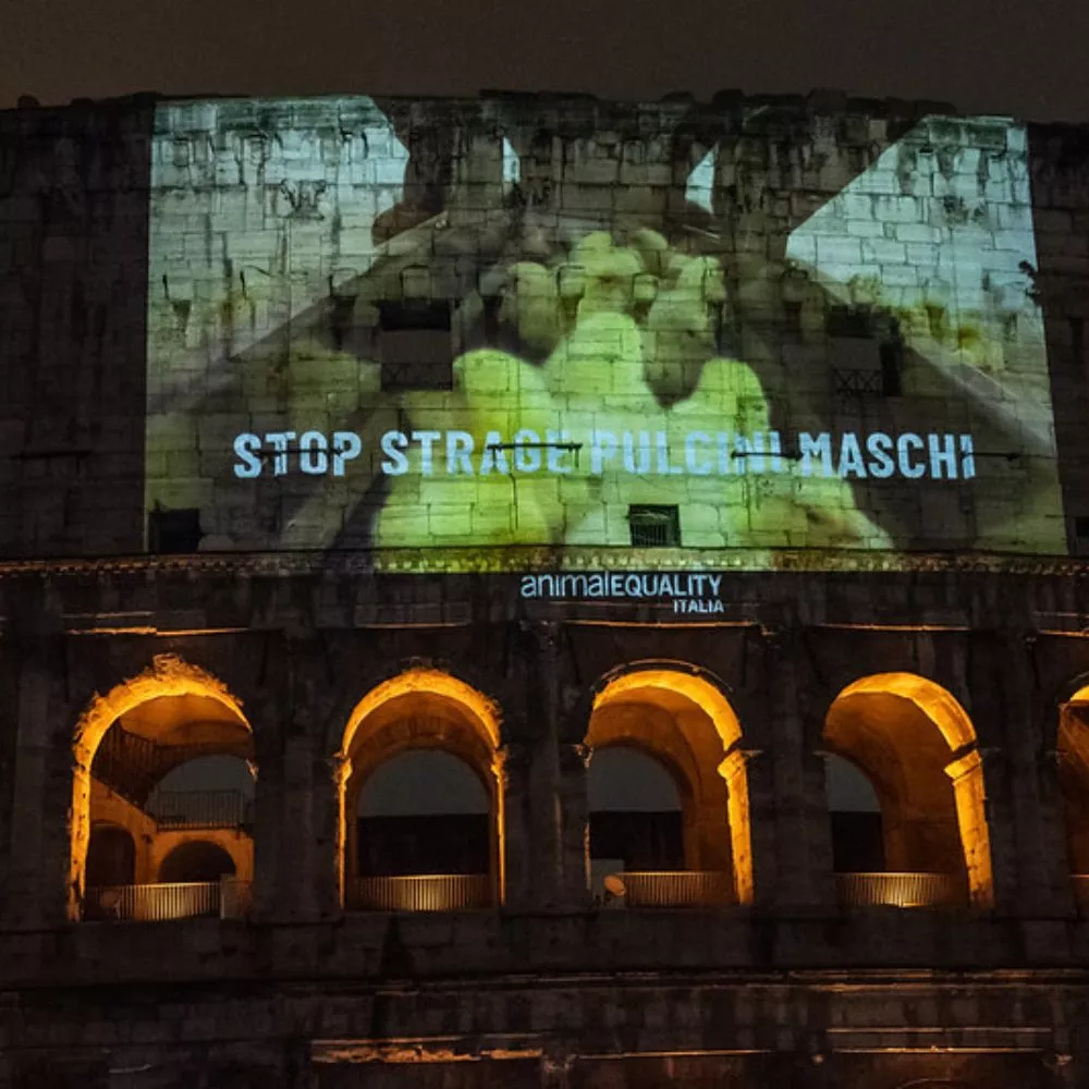Coliseu_Itália_Protesto_Pintinhos