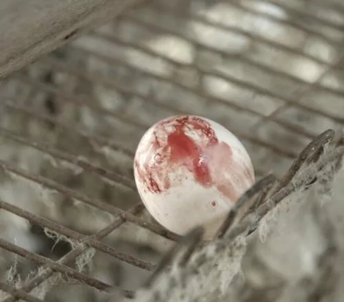 Sua marca está relacionada com sofrimento animal? Ovo com sangue capturado em investigação feita no Brasil