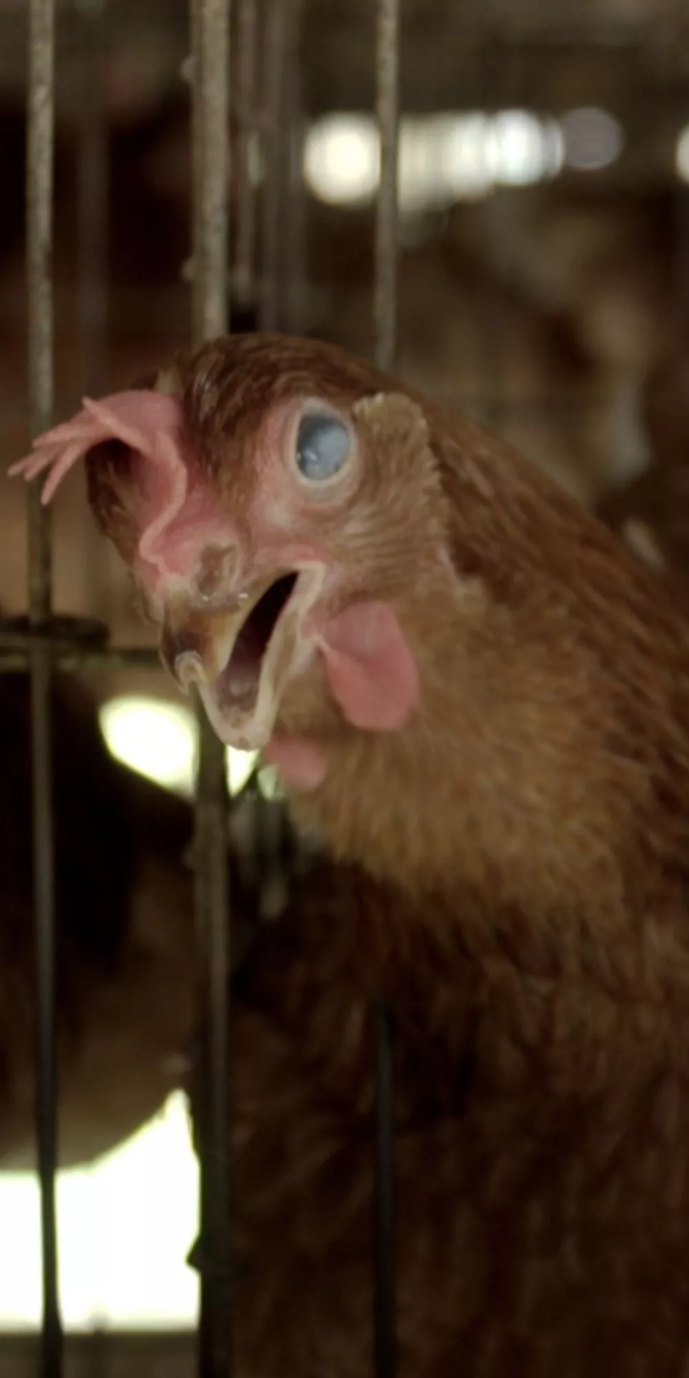 Galinha em gaiola para produção de ovos em investigação feita no Brasil