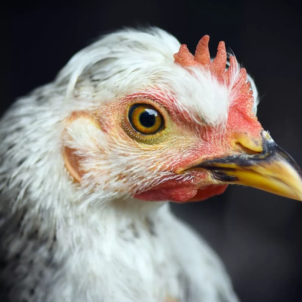 Galinha branca de perfil