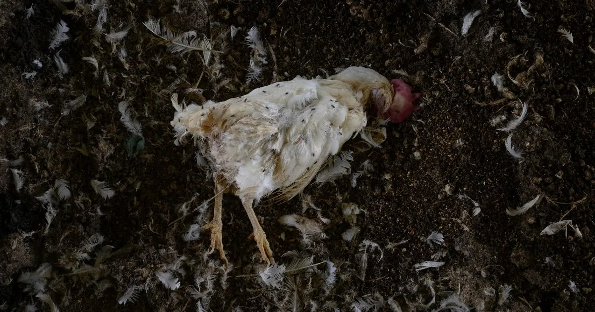 Galinha morta filmada em investigação