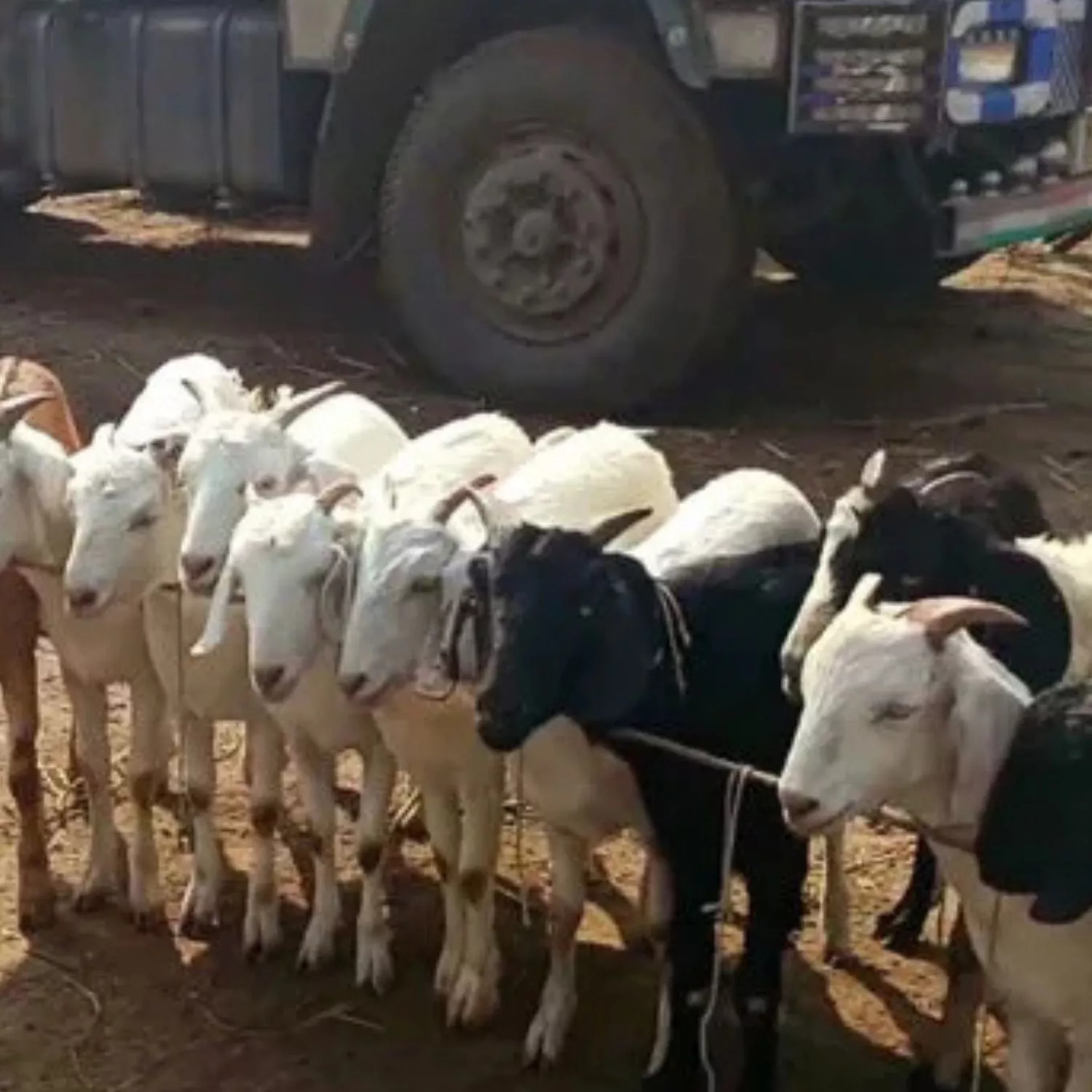 Cabras arrastadas, espancadas e abatidas para consumo de carne