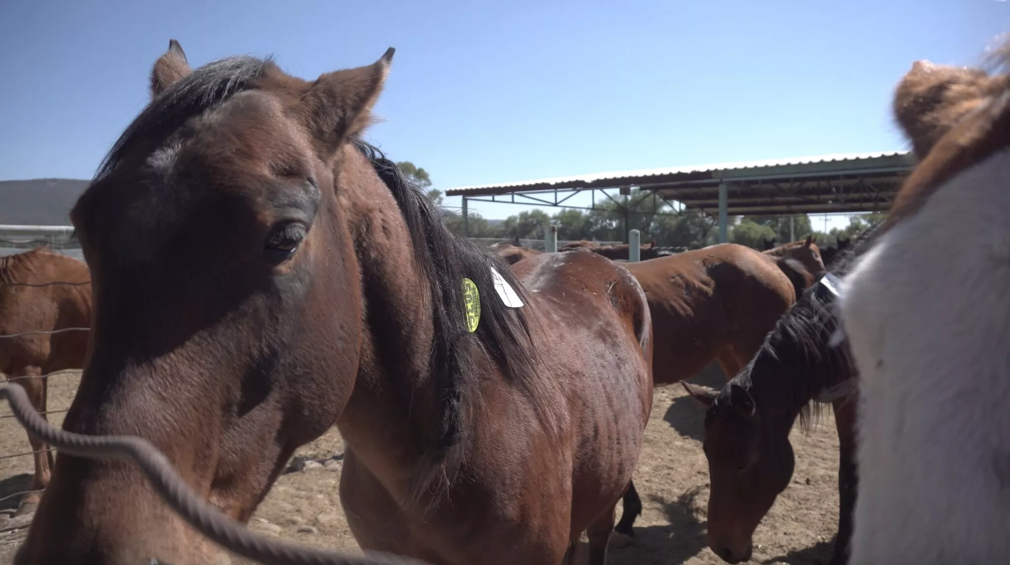 Cavalo estadunidense que será abatido no México
