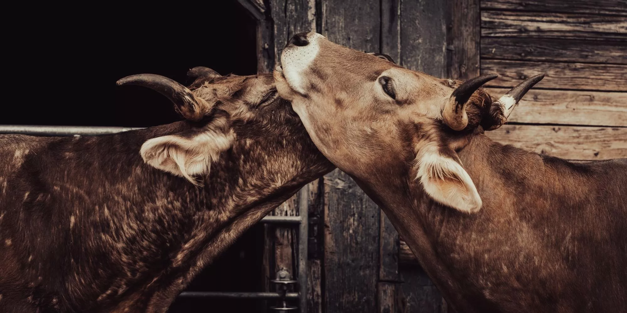 Vacas felizes fazendo carinho
