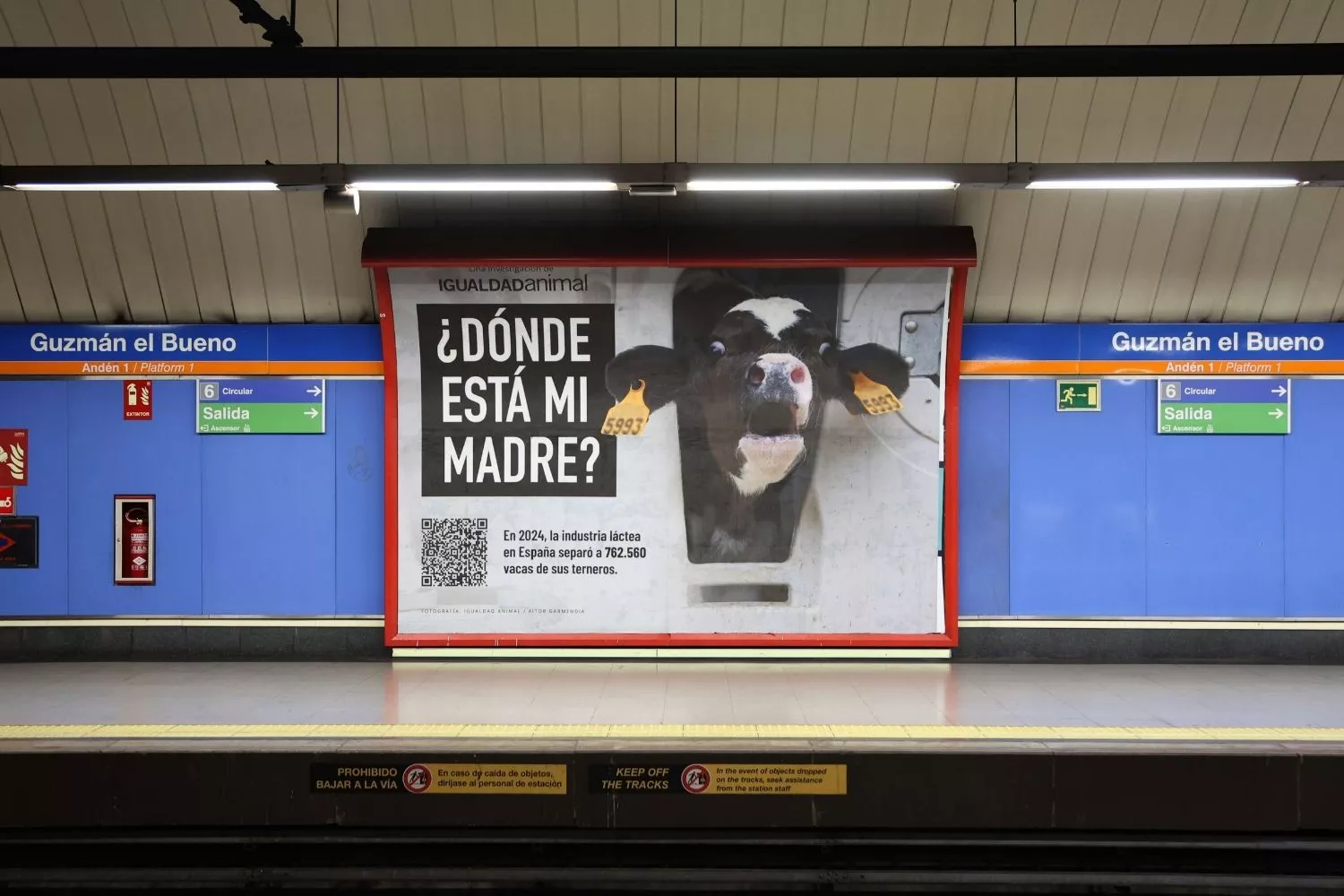 Campanha da Espanha contra a pecuária leiteira 'onde está minha mãe?'