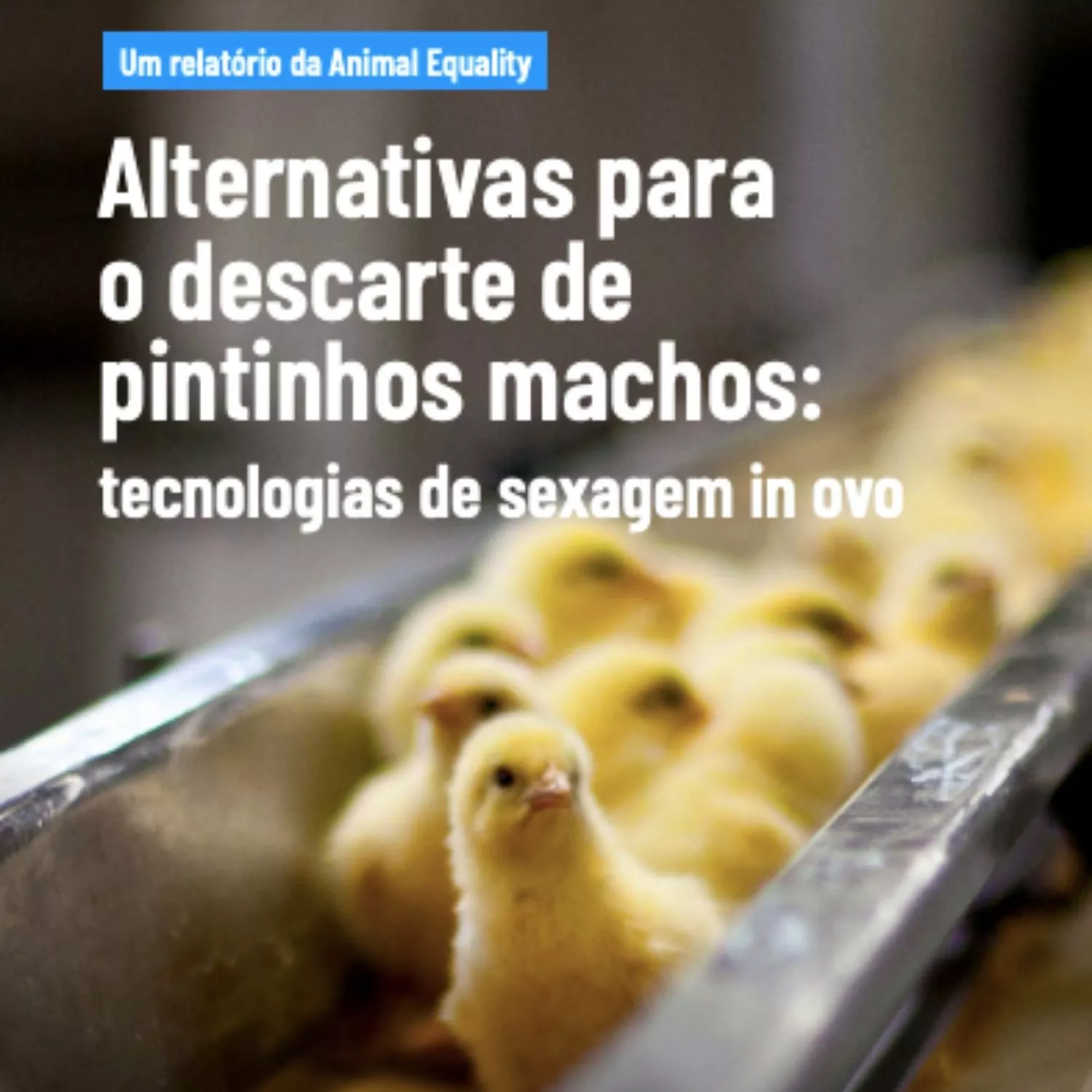 Capa do relatório sobre sexagem in ovo