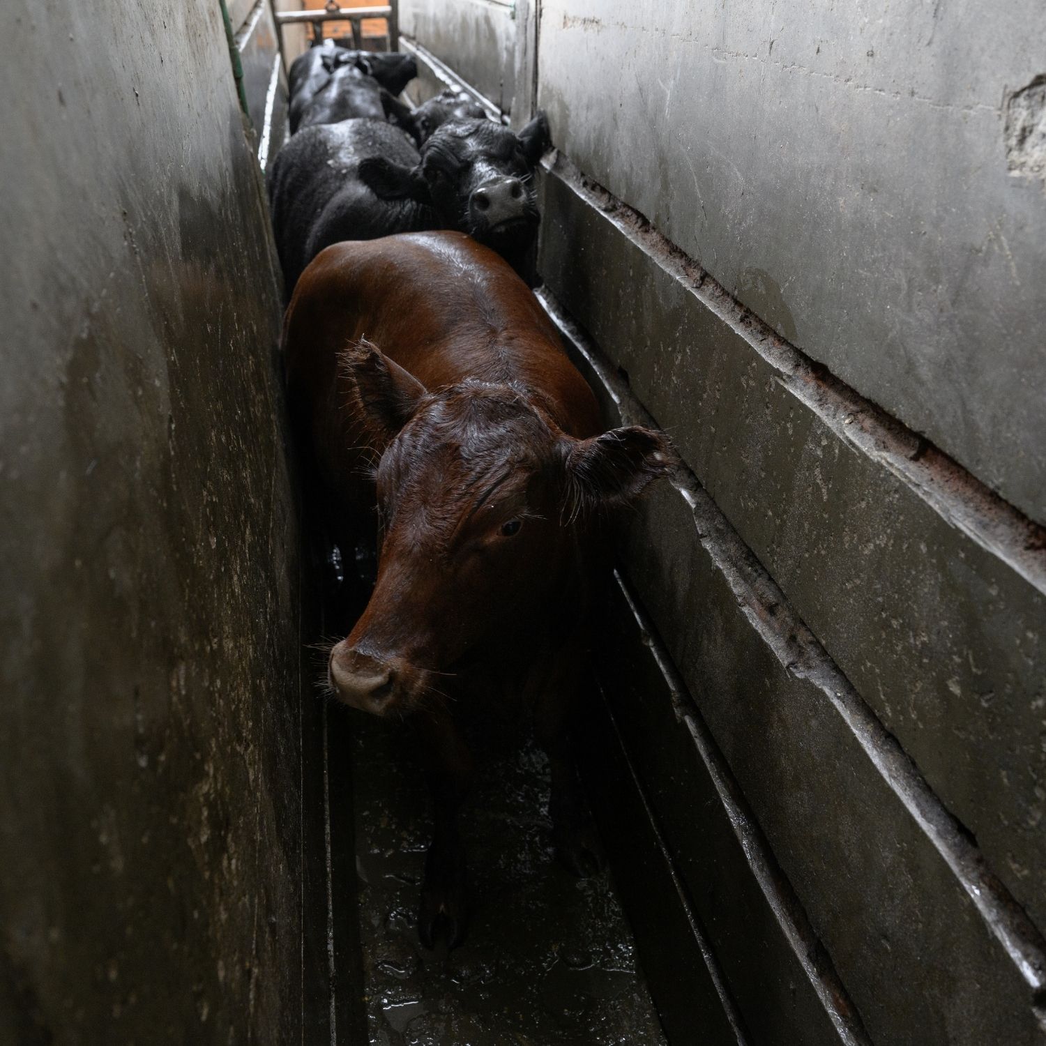Vacas que serão abatidas em matadouro da Argentina