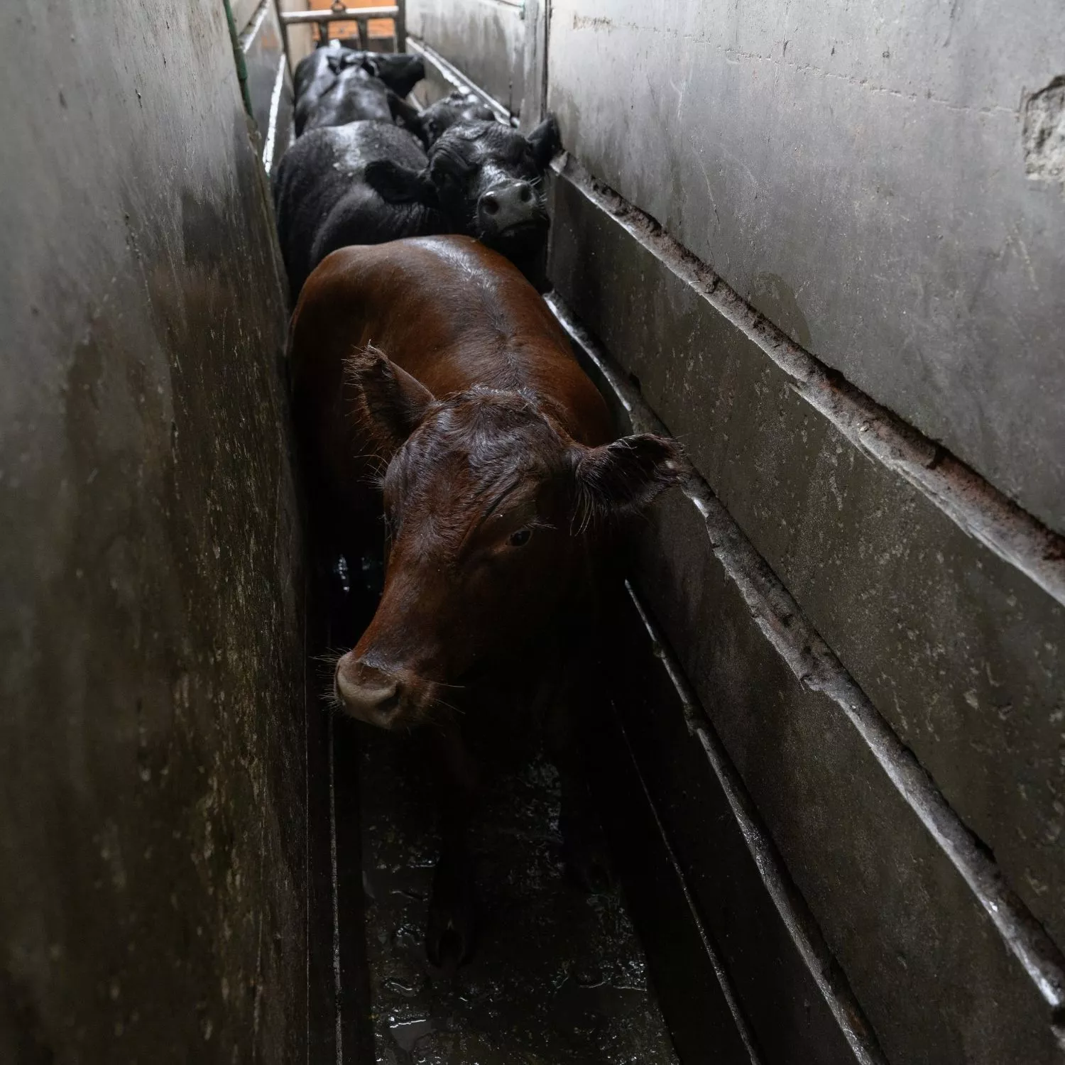 Animal Equality denuncia maus-tratos em matadouros da Argentina