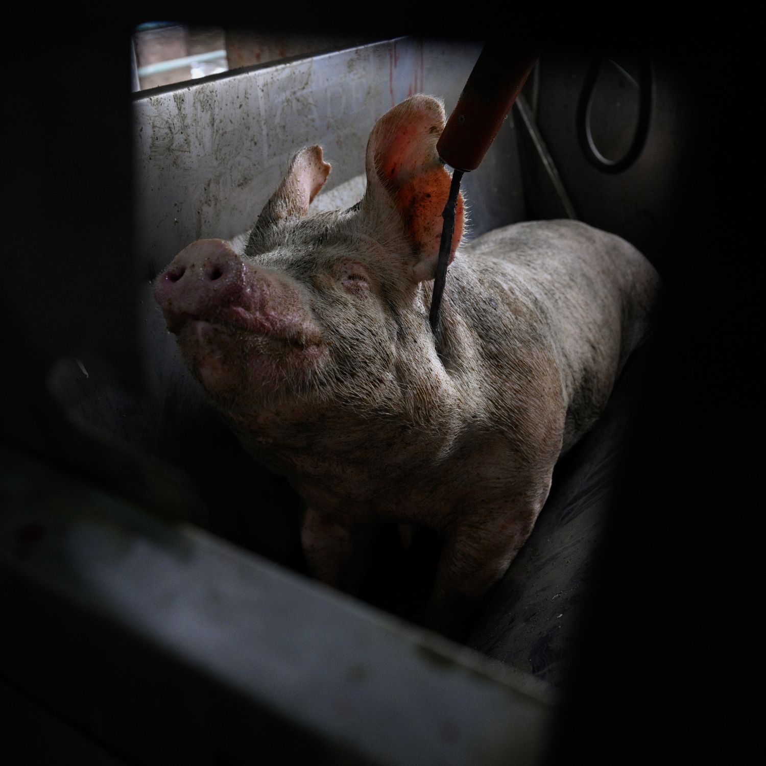 Porco em matadouro filmado em investigação feita na Argentina