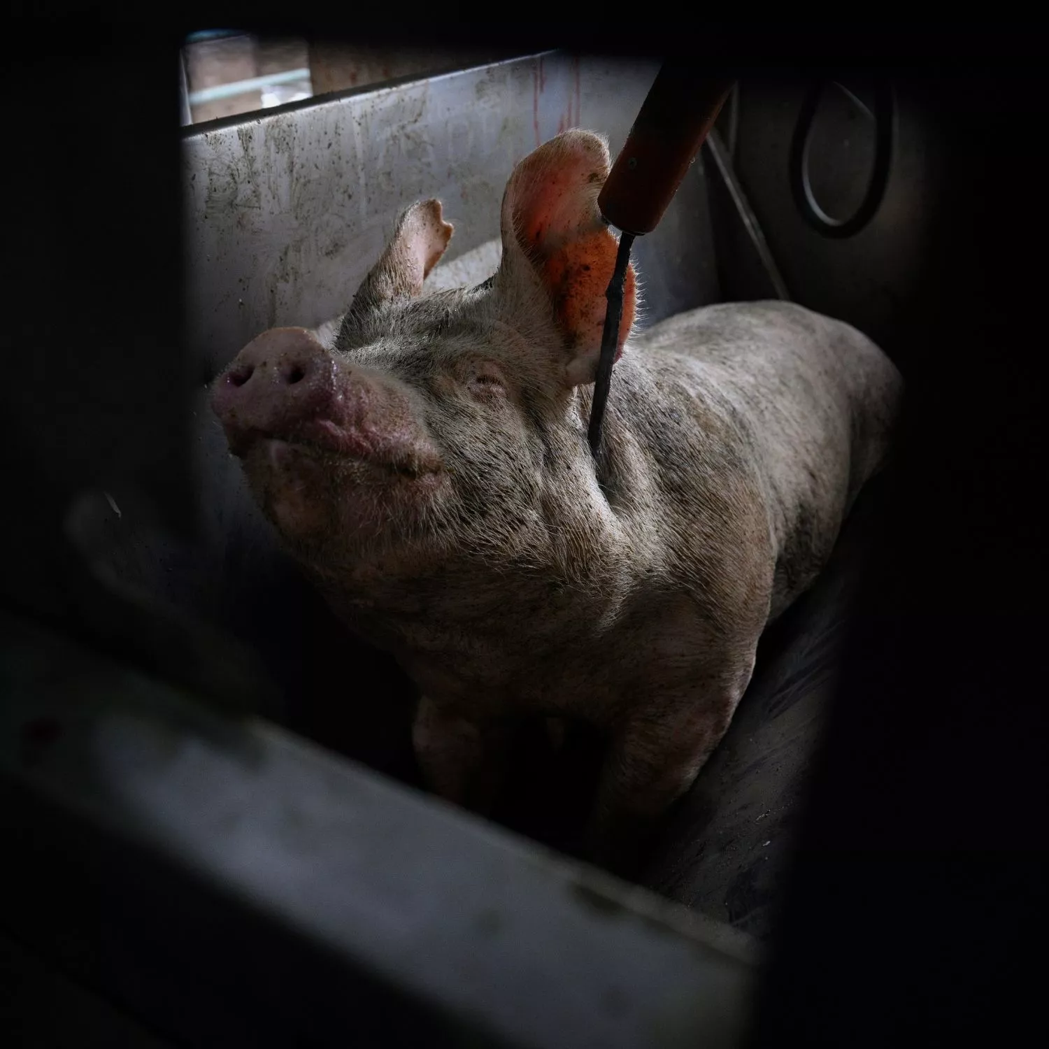 Porco em matadouro filmado em investigação feita na Argentina