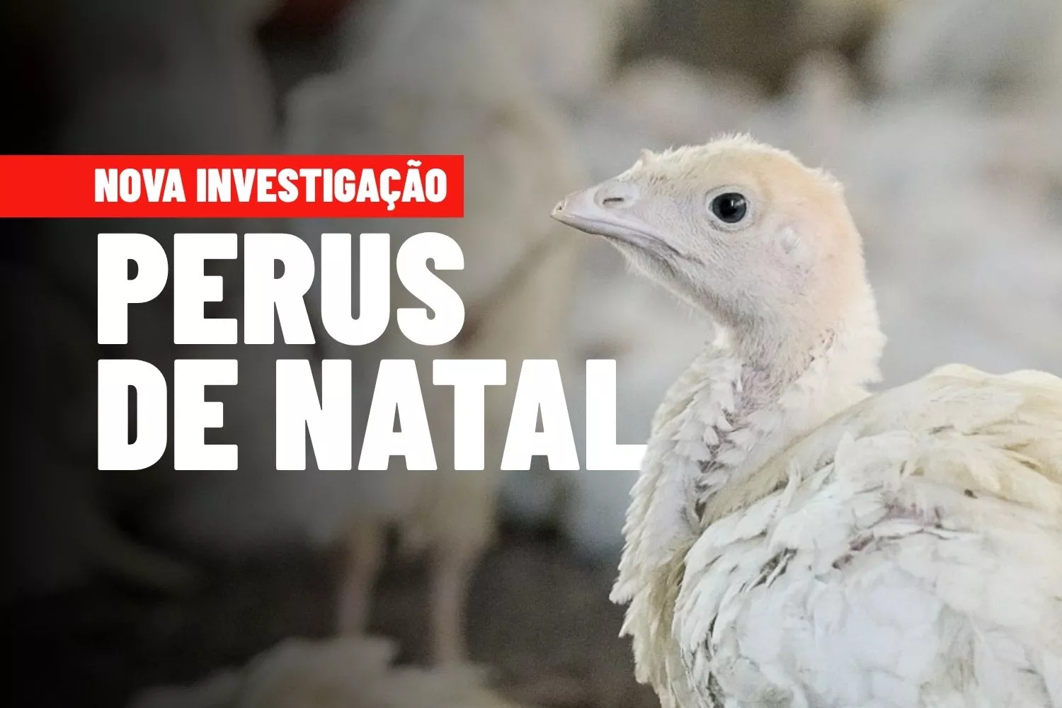 Perus de Natal criados em granja para ser abatidos