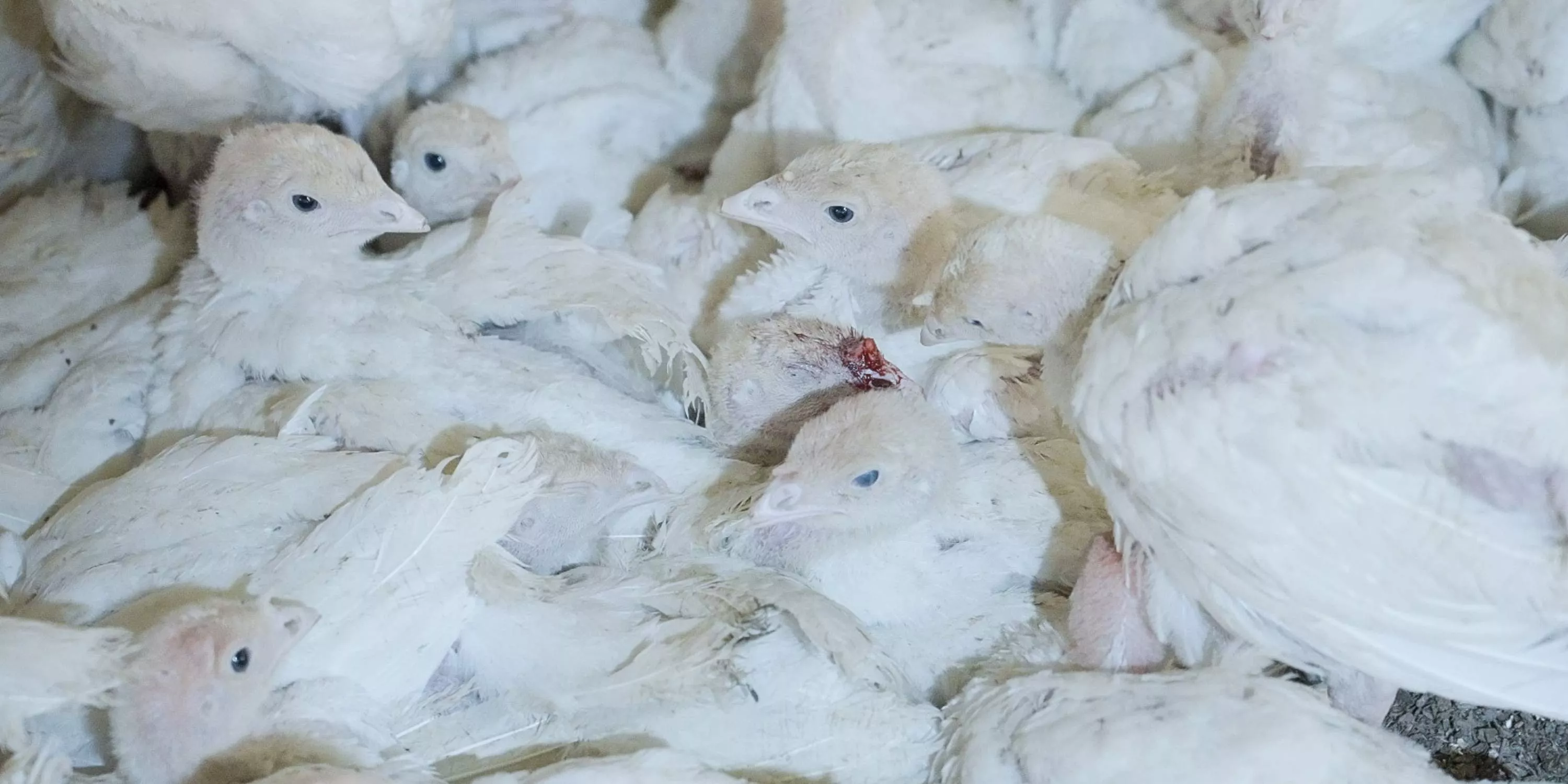 Criação de perus de Natal amontoados