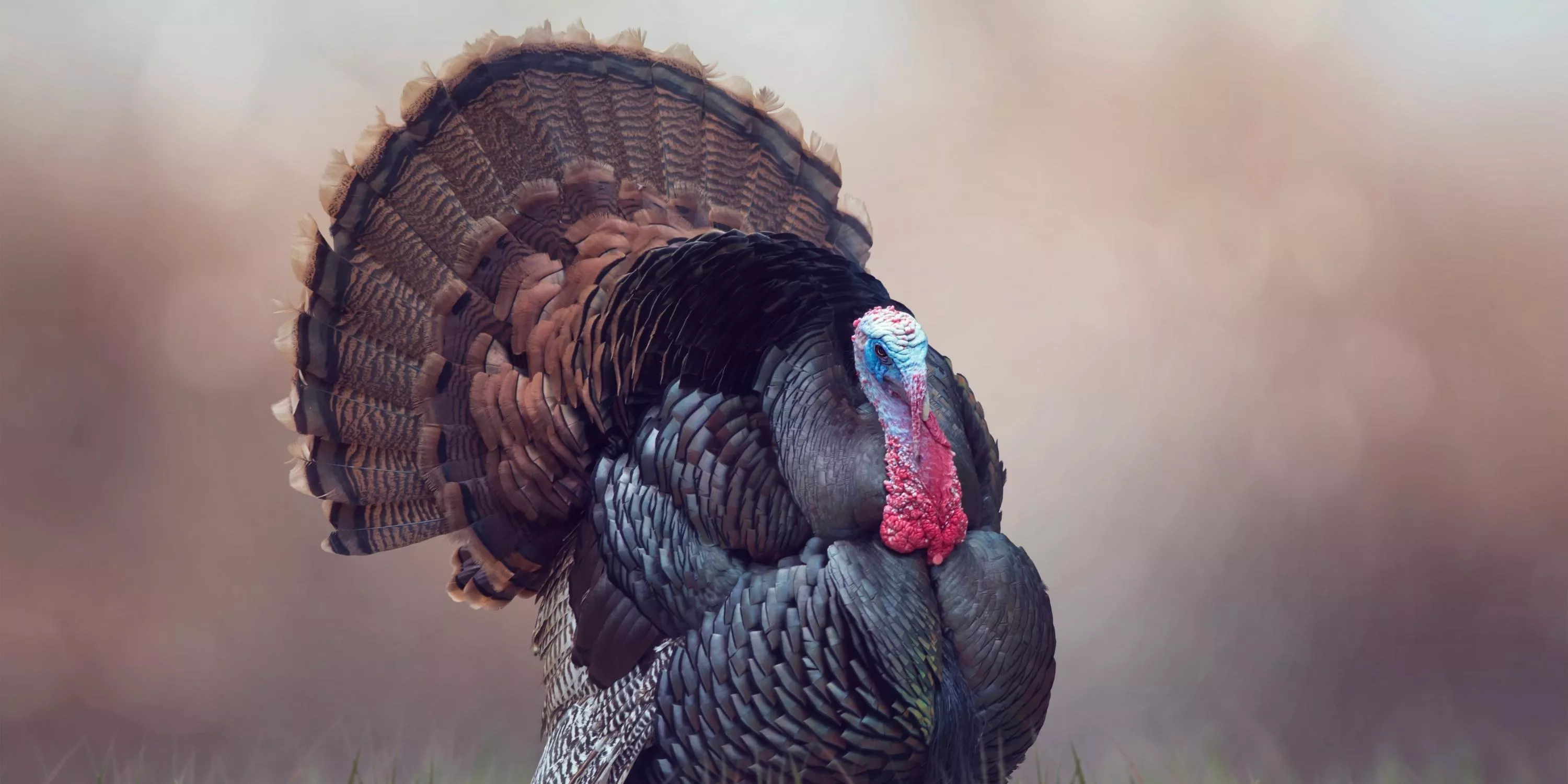 Animal livre de criação de perus, mostrando que os perus de natal não devem ir para a mesa