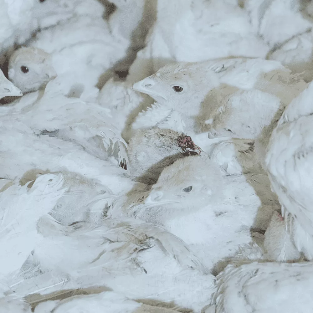 Perus amontoados e feridos