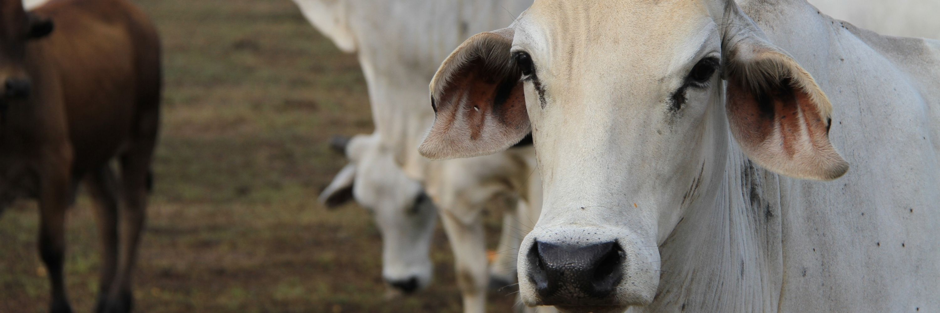 Boi olhando para a câmera