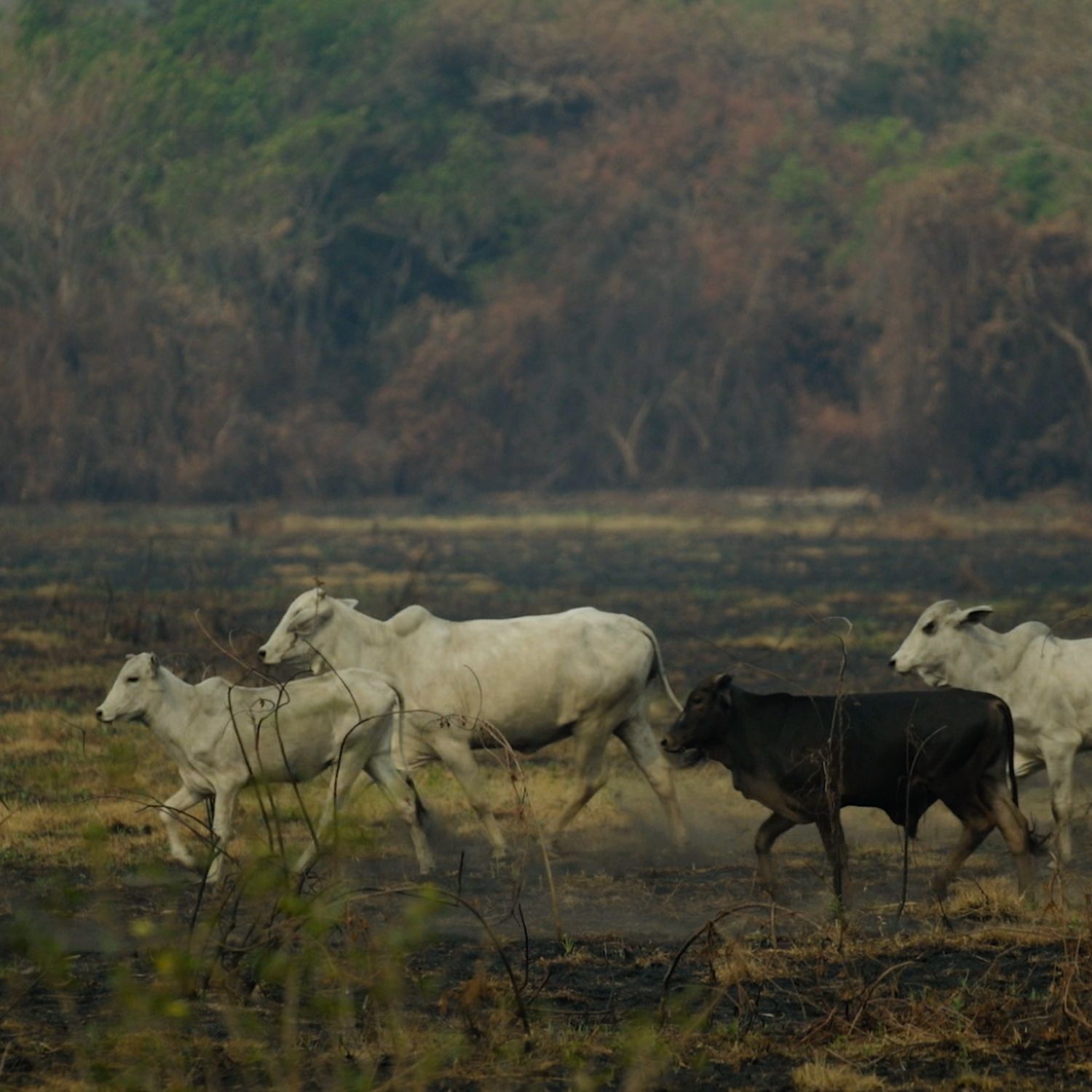 Bois correm em pastagem no Pantanal