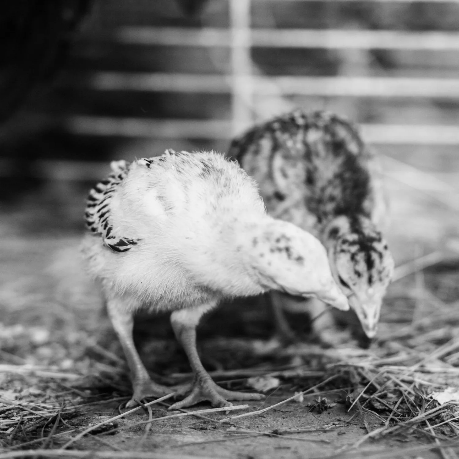 Filhotes de peru brincando em imagem em branco e preto