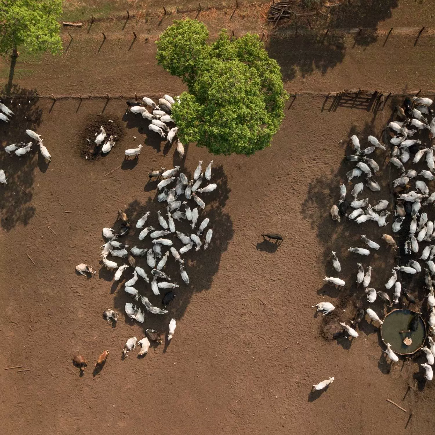 Imagem aérea para ilustrar o impacto da pecuária para a COP30