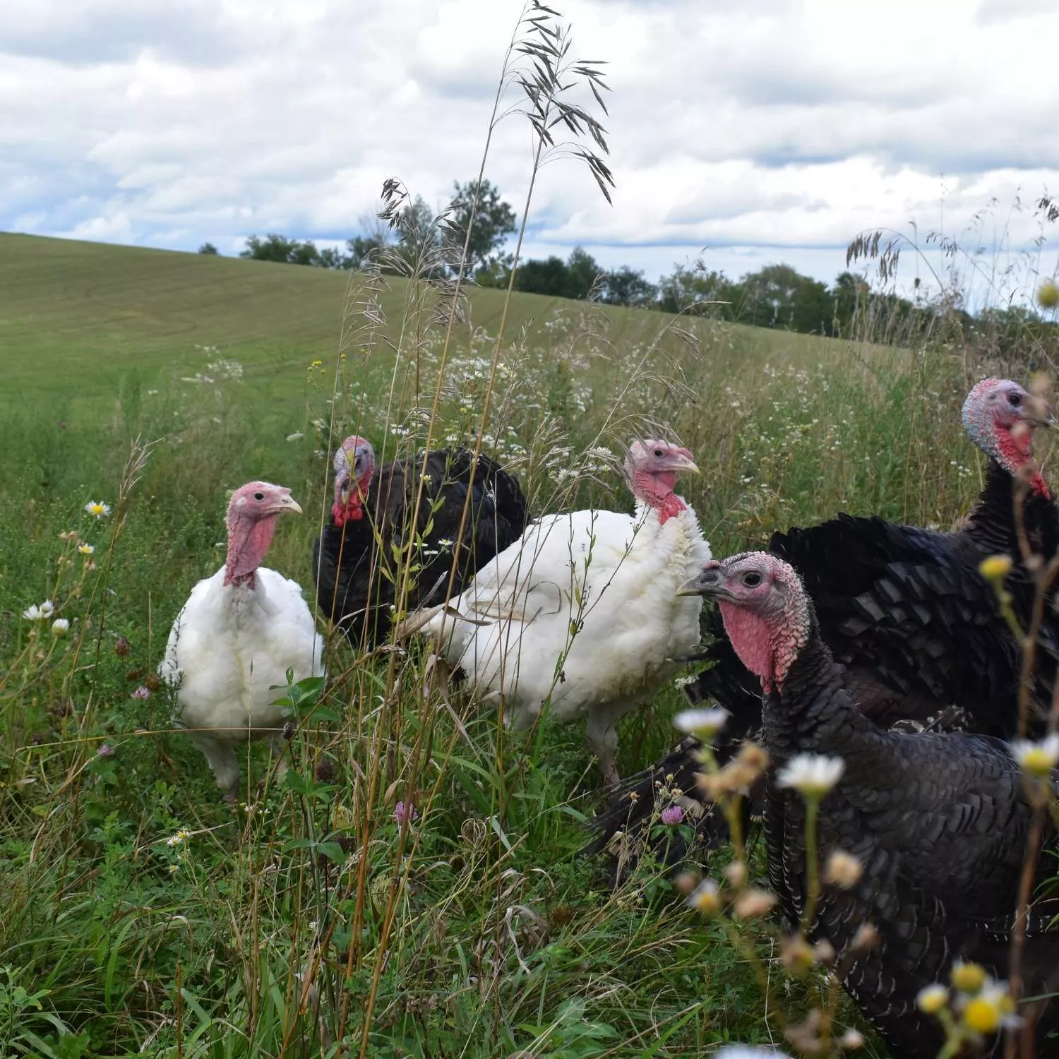 Perus soltos na natureza em uma pastagem