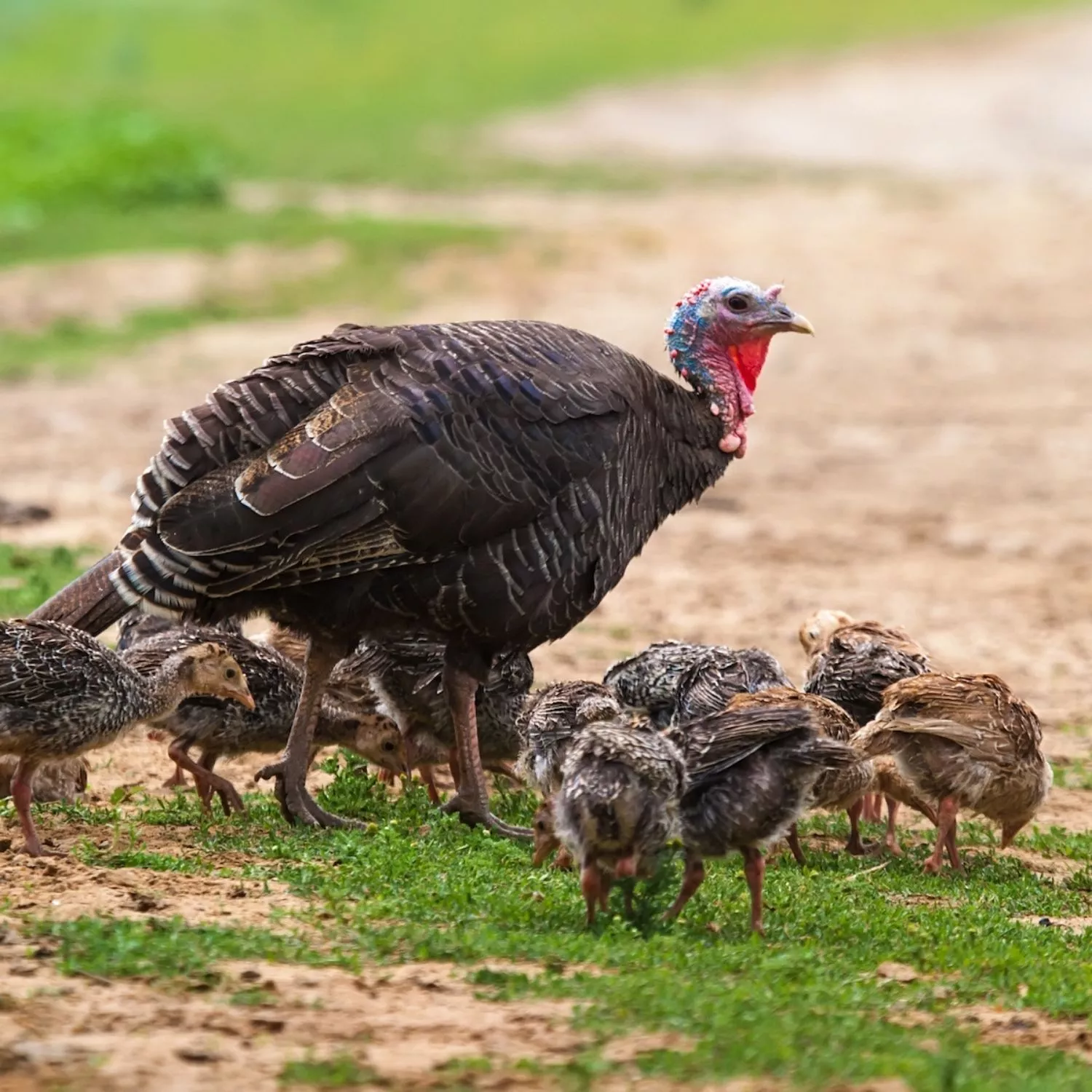 Peru com filhotes em um gramado