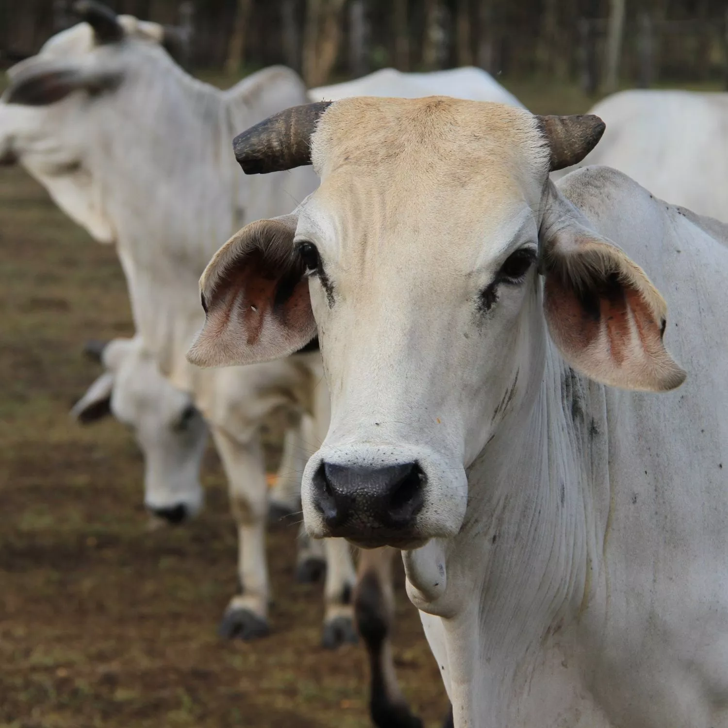Animal Equality leva ao debate na COP30 os riscos do Acordo Mercosul-UE 2 Animal Equality leva ao debate na COP30 os riscos do Acordo Mercosul-UE