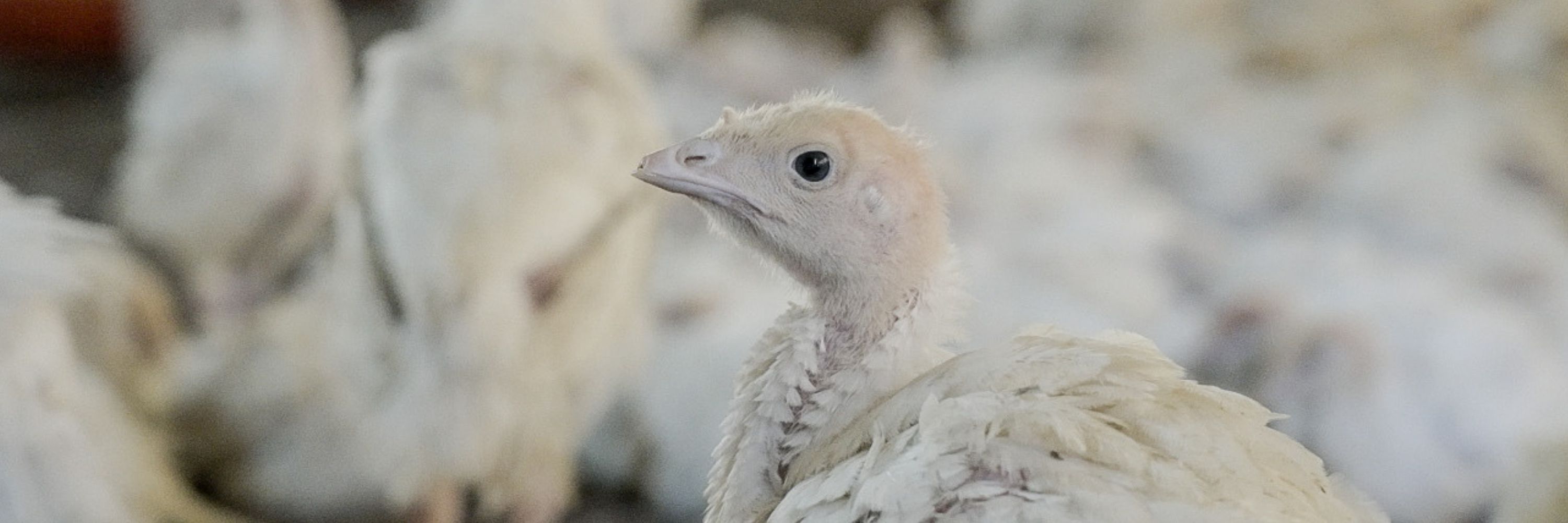 Filhote de peru em granja da BRF