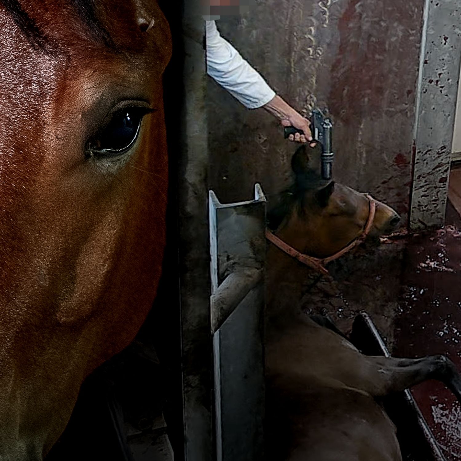 Momento do abate de cavalo em abatedouro investigado na Itália
