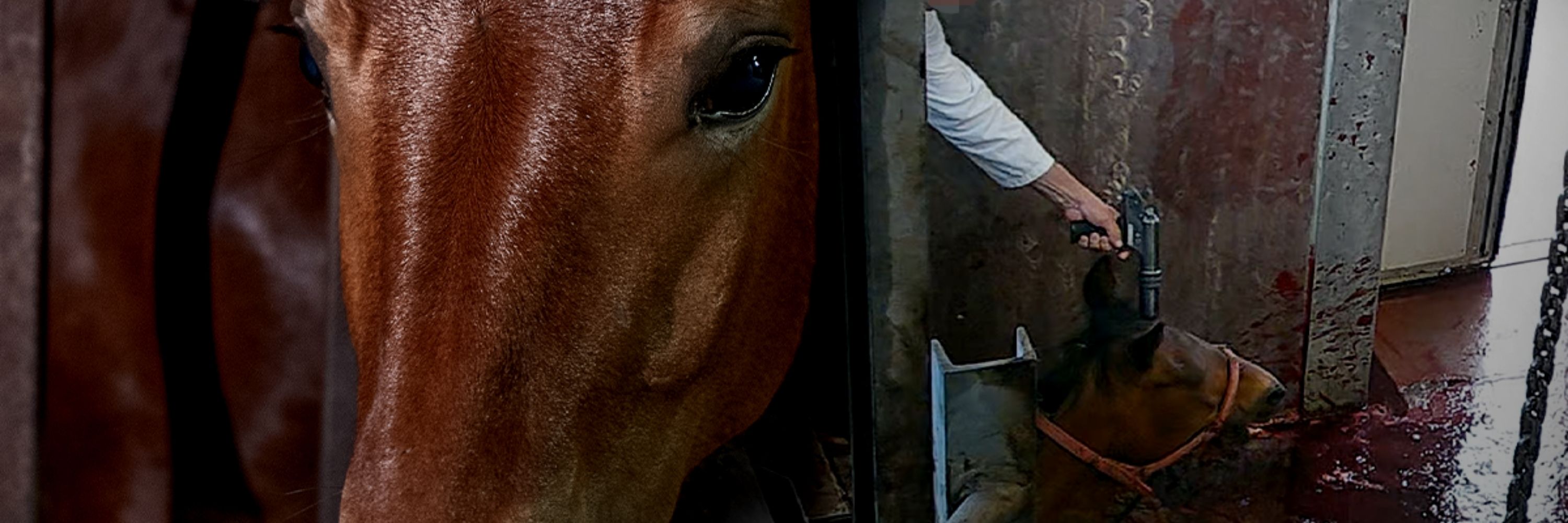 Capa da notícia para o lançamento de investigação em abatedouro de cavalos na Itália