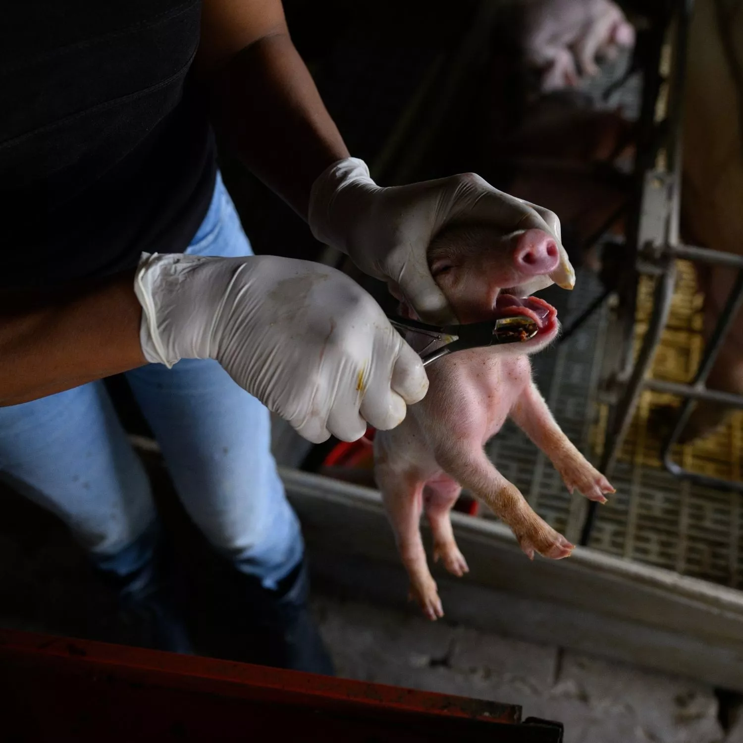 Animal Equality denuncia crueldade na criação de porcos na Argentina