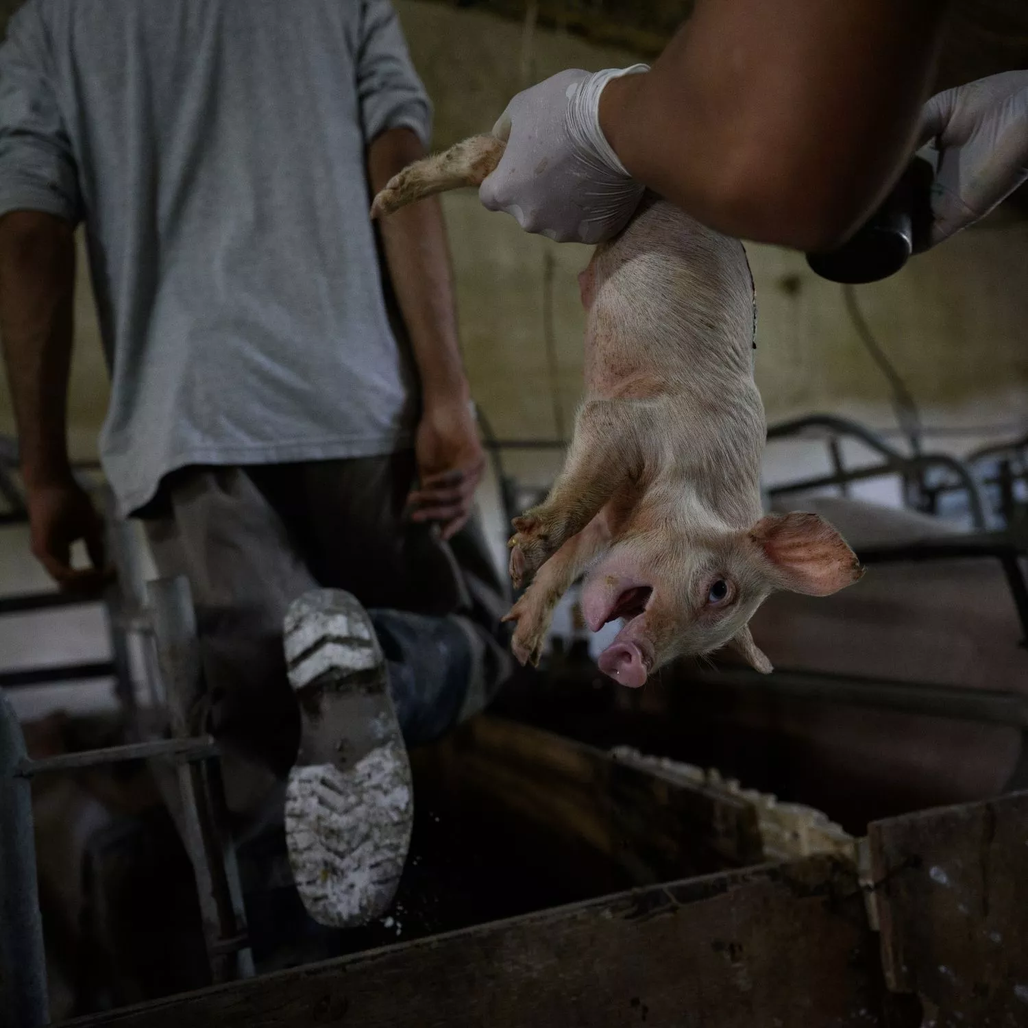 Leitão sofrendo castração sem anestesia em criação de porcos
