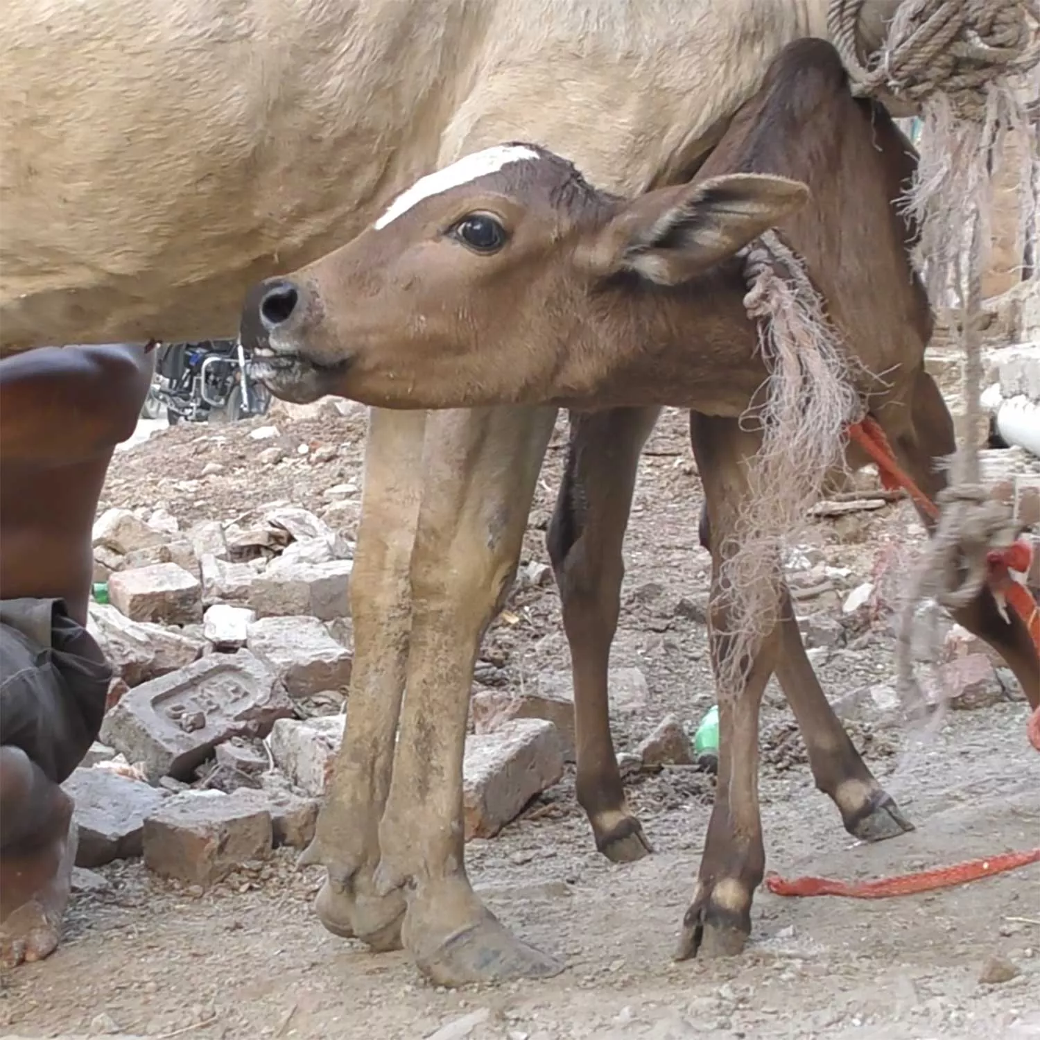 O que a indústria leiteira da índia esconde: sujeira, sofrimento e perigo