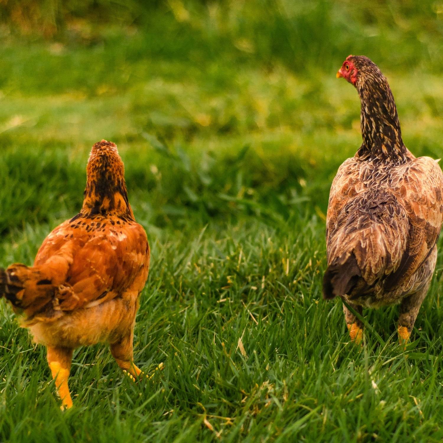 Galinhas soltas em ambiente natural
