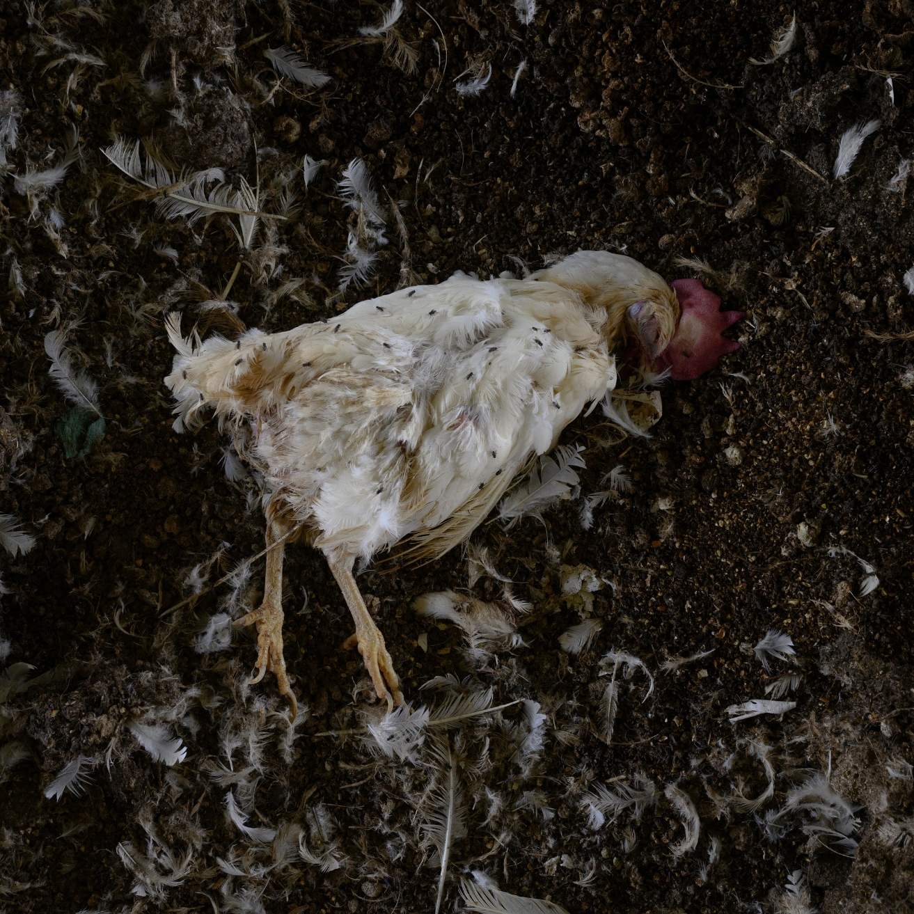 Galinha morta em granja de ovos investigada na Argentina