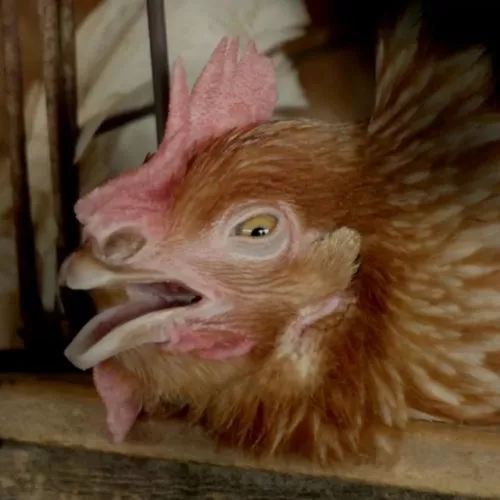 Galinha confinada em gaiola