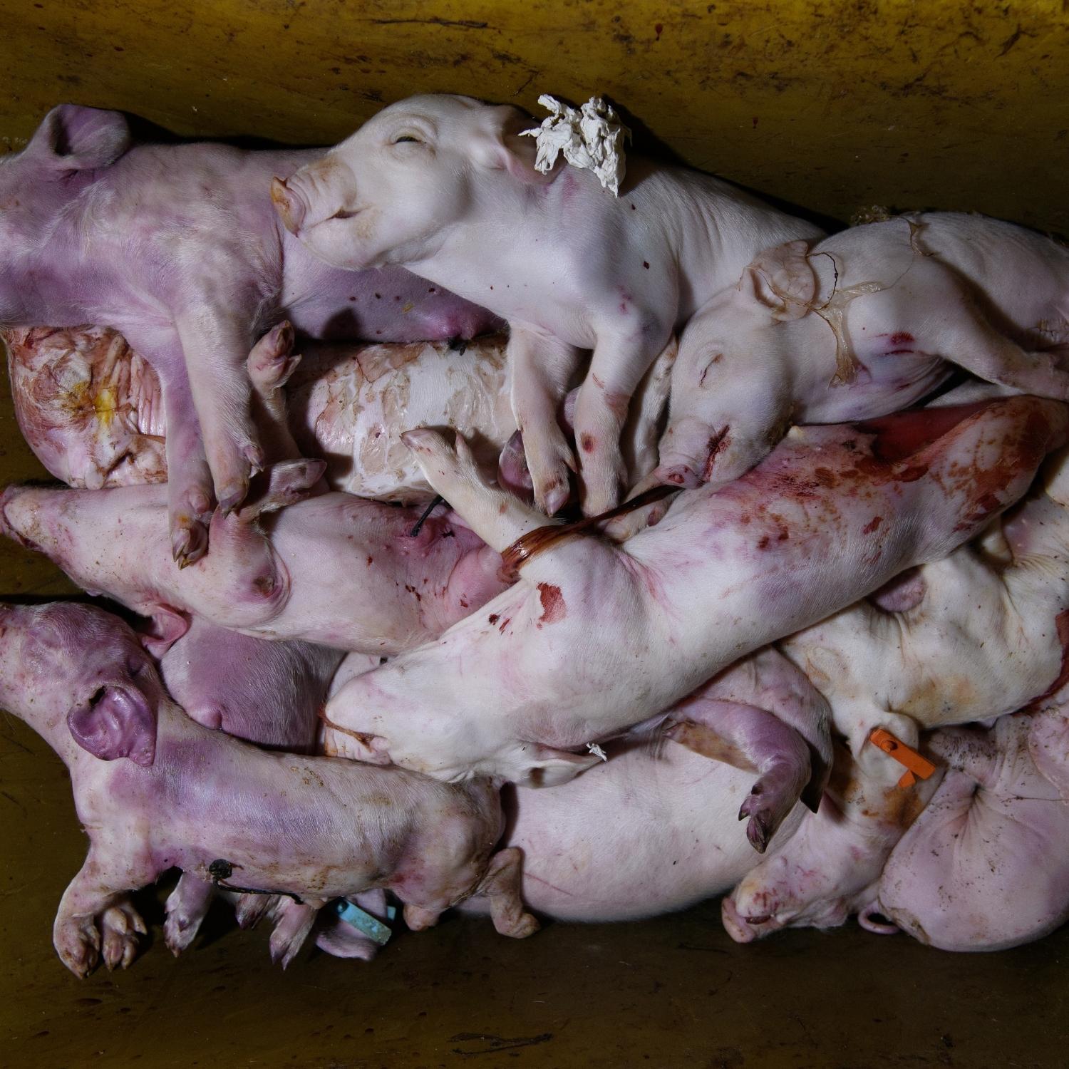 Leitões mortos encontrados em fazendas de suínos da Espanha