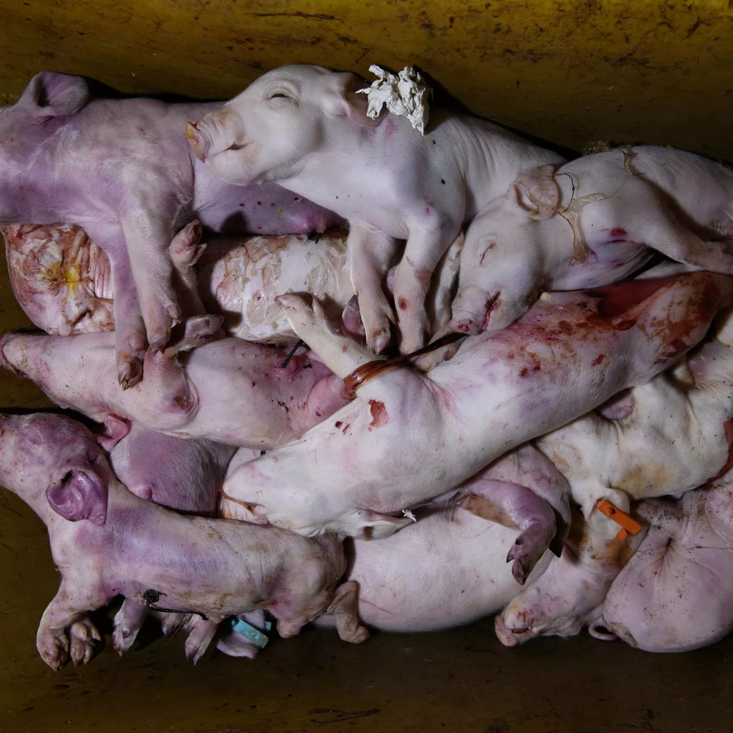 Animal Equality expõem a realidade de 9 fazendas de suínos da Espanha: extremo sofrimento e indiferença do governo 1 Animal Equality expõem a realidade de 9 fazendas de suínos da Espanha: extremo sofrimento e indiferença do governo