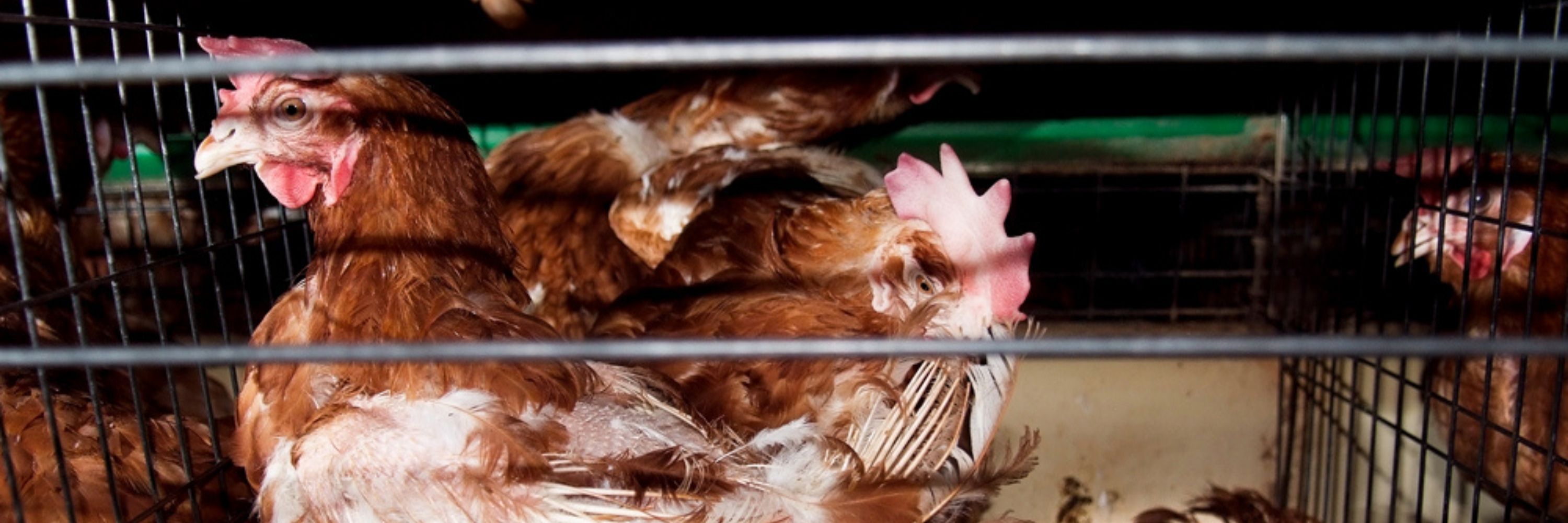 Galinhas confinadas em gaiolas
