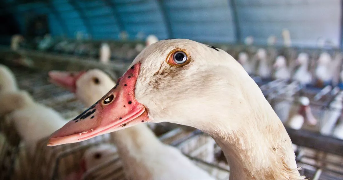 Pato olhando para a câmera
