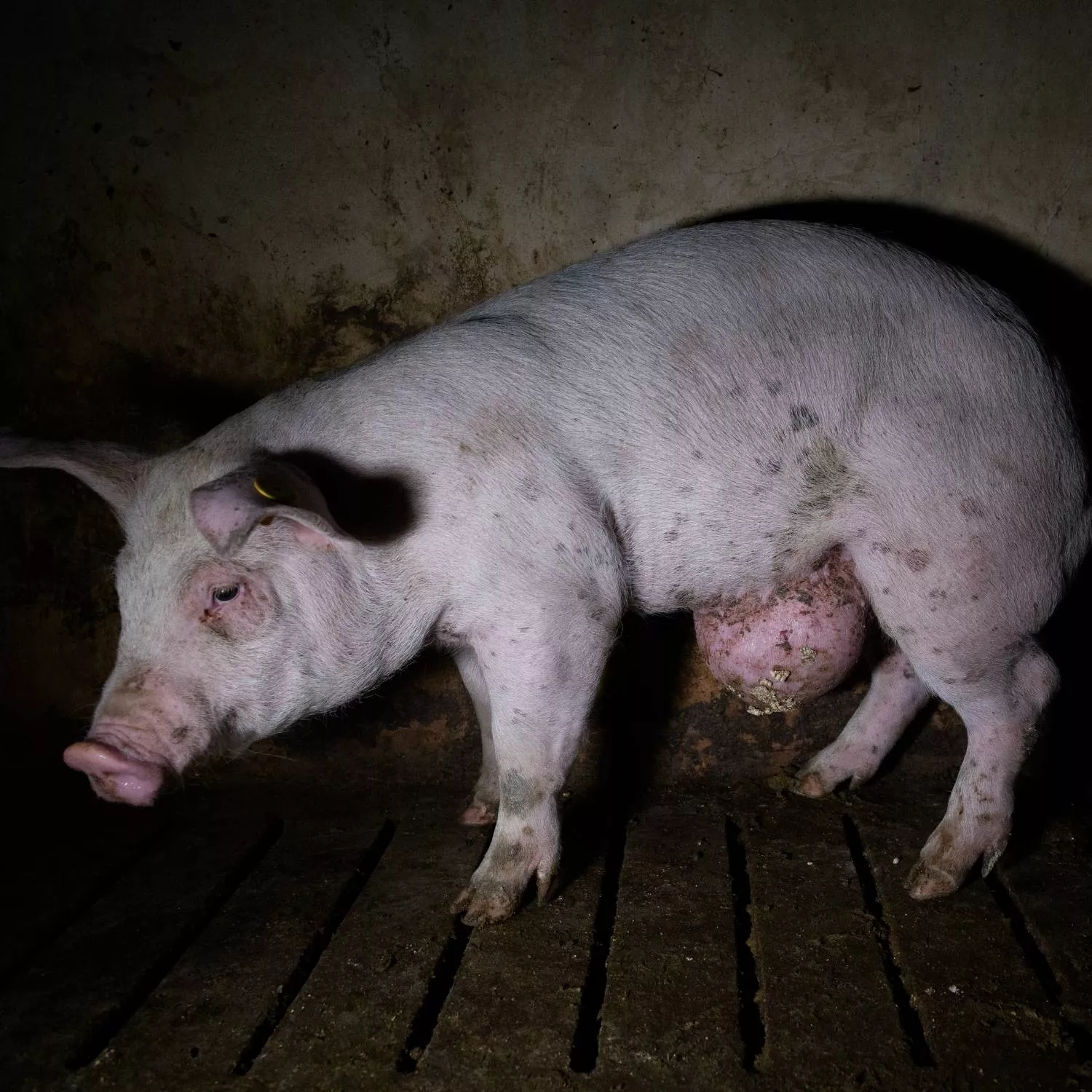 Animal Equality expõem a realidade de 9 fazendas de suínos da Espanha: extremo sofrimento e indiferença do governo 1 Porco com grande edema na barriga