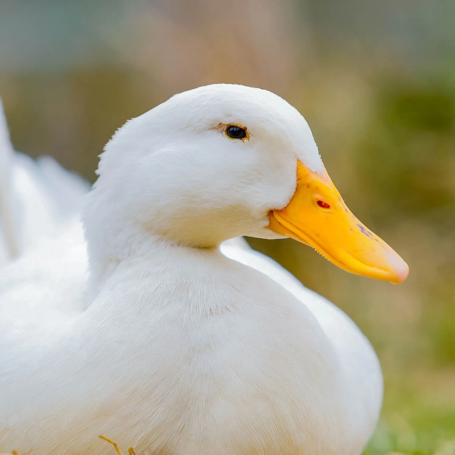 Brasil aprova lei contra foie gras e avança para ser o primeiro país da América Latina a proibir produção e venda