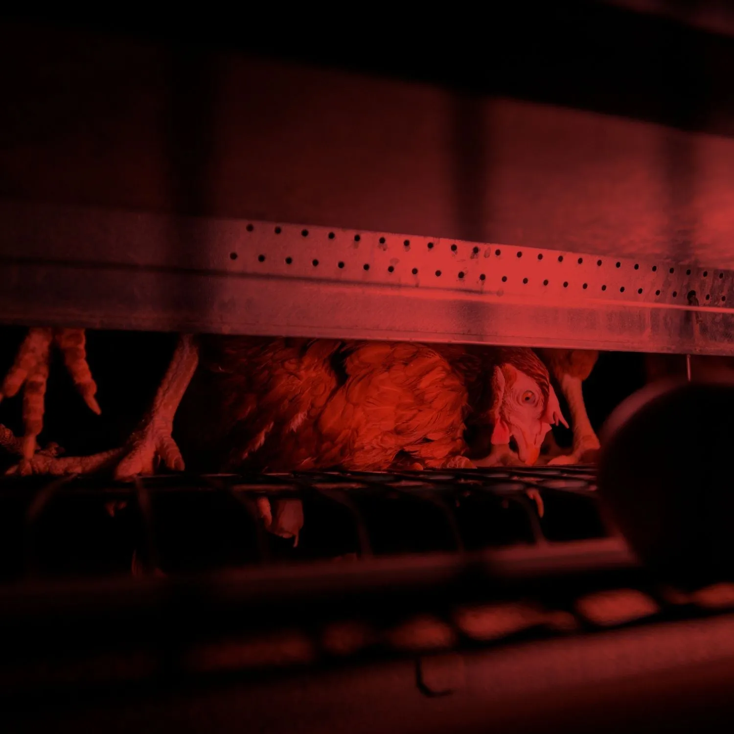 Scott McCain, seu legado com sofrimento animal? 5 Galinhas em gaiolas com filtro vermelho