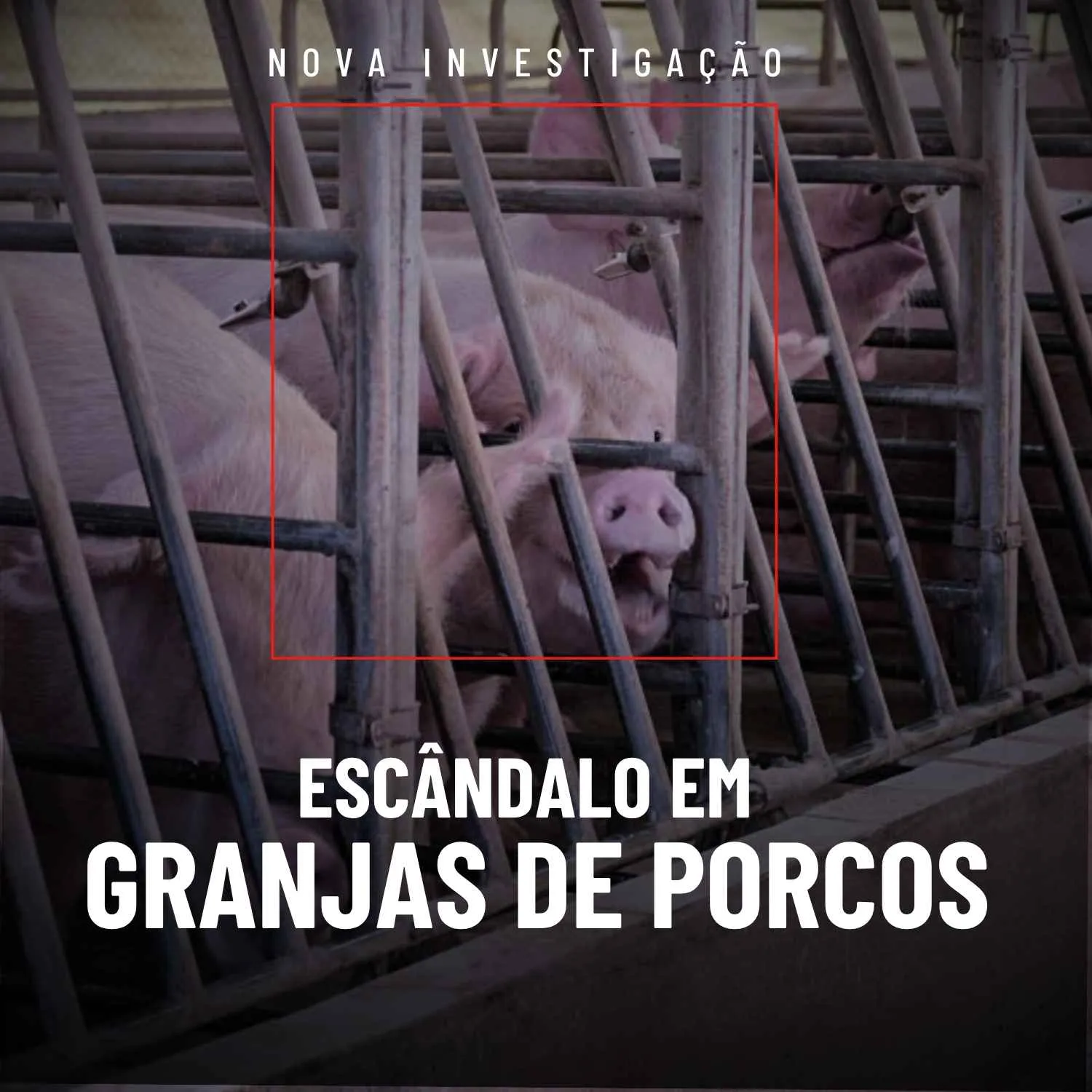 Investigação revela maus-tratos em granjas ligadas à Aurora Coop e outras granjas de porcos 1 Investigação revela maus-tratos em granjas ligadas à Aurora Coop e outras granjas de porcos